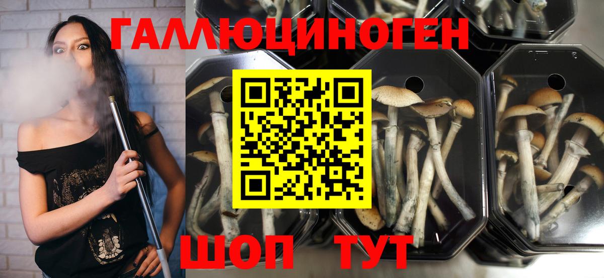 Галлюциногенные грибы Psilocybine cubensis  Галлюциногенные грибы Psilocybe  Вход с VPN  Боровичи 
